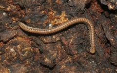 Cambalidae