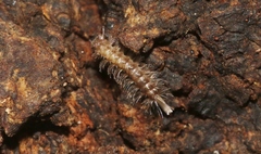 Polyxenida