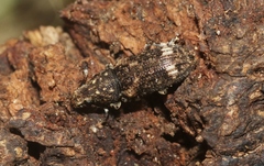 Eucorynus crassicornis