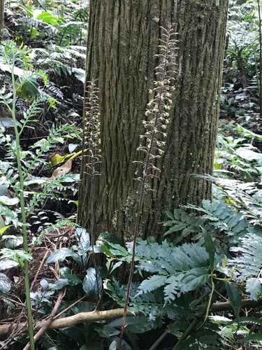 Goodyera fumata iNat (3)