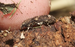 Eucorynus crassicornis