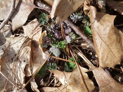 Aquilegia canadensis