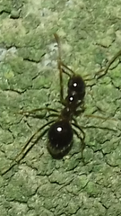 Prenolepis nitens