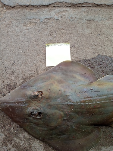 Spineback guitarfish (Rhinobatos irvinei) — Rhinobatidae — 4