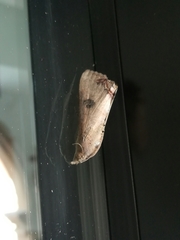 Hypocala andremona