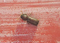 Prostephanus punctatus