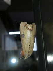 Hypocala andremona
