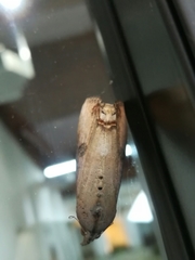 Hypocala andremona