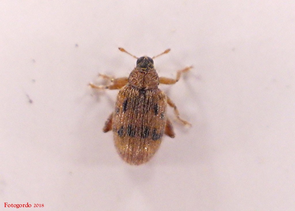 European Elm Flea Weevil