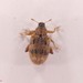 European Elm Flea Weevil - Photo (c) Gordo Laidlaw, some rights reserved (CC BY-NC), uploaded by Gordo Laidlaw