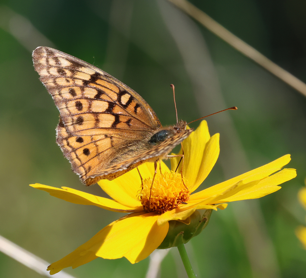 Variegated Fritillary from West Alton, MO, USA on May 21, 2023 at 03:35 ...