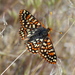 Mariposa Parche Rojo de Baja California - Photo (c) bdog, algunos derechos reservados (CC BY-NC), subido por bdog
