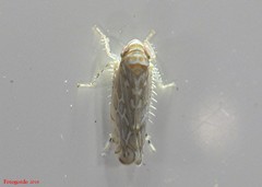 Paralimnus phragmitis