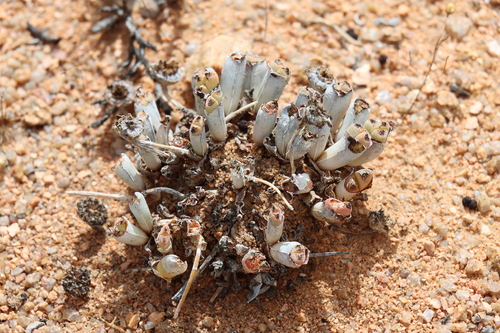 Image of Cheiridopsis namaquensis by (c) amantedarmanin, some rights reserved (CC BY)