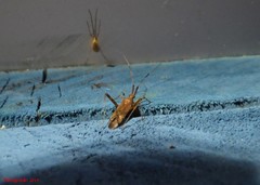 Phytocoris lasiomerus