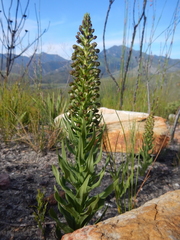 Brachycorythis macowaniana