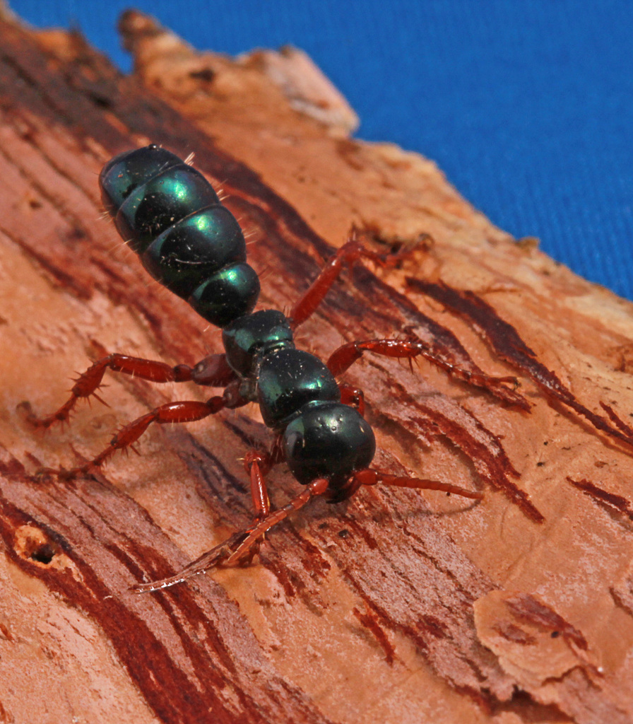 Diamminae