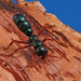 Blue Ant - Photo (c) Linda Rogan, some rights reserved (CC BY-NC-ND)