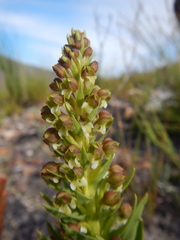 Brachycorythis macowaniana
