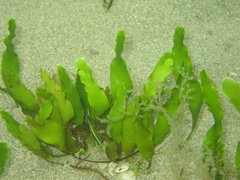 Caulerpa prolifera