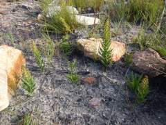 Brachycorythis macowaniana