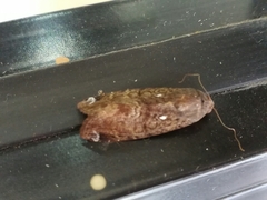Magusa divaricata