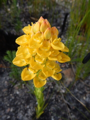 Ceratandra grandiflora