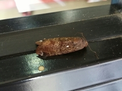Magusa divaricata