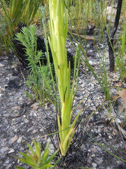 Ceratandra grandiflora