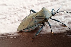 Pachylis laticornis
