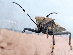 Pachylis laticornis