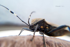 Pachylis laticornis