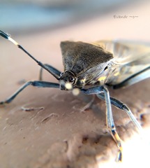 Pachylis laticornis