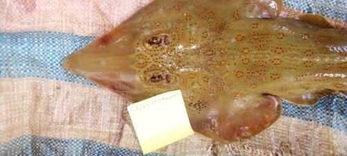 Spineback guitarfish (Rhinobatos irvinei) — Rhinobatidae — 3