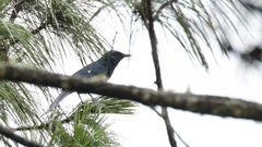 Melanotis hypoleucus