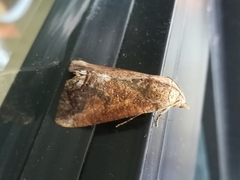 Hypocala andremona