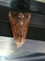 Hypocala andremona