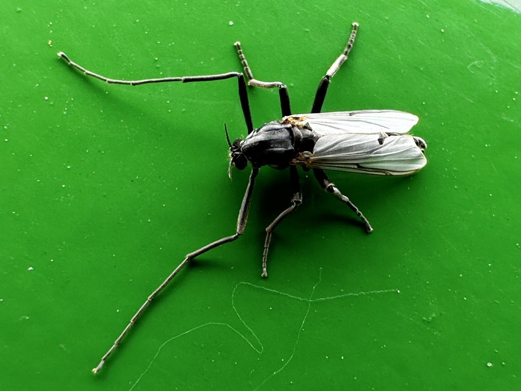 Fleuria