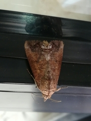 Hypocala andremona