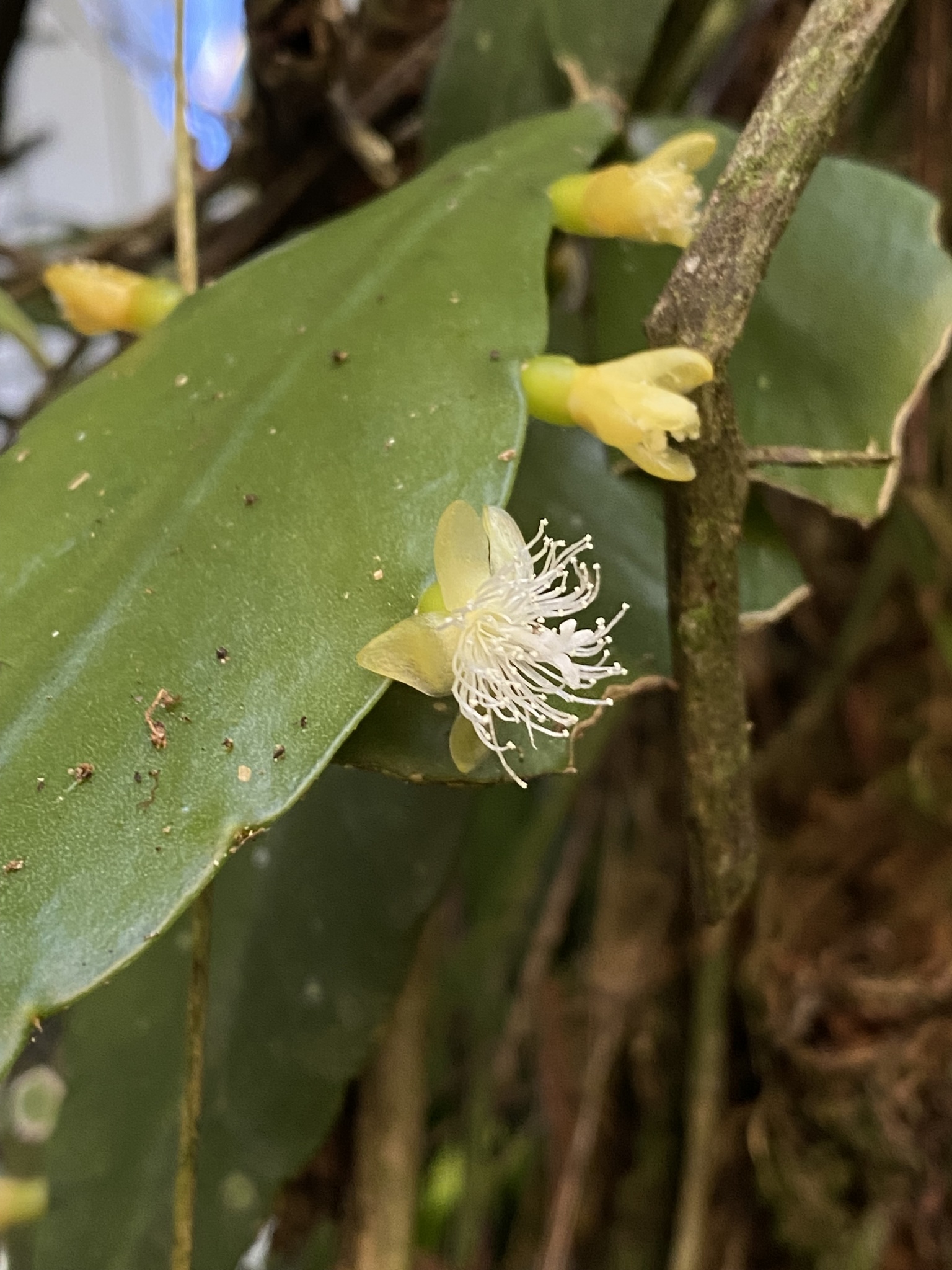 Imagem de Cacto-macarrão