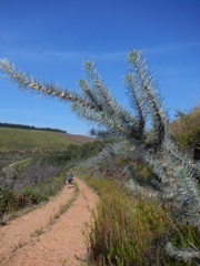Aspalathus florifera