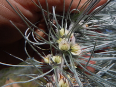 Aspalathus florifera