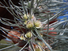 Aspalathus florifera