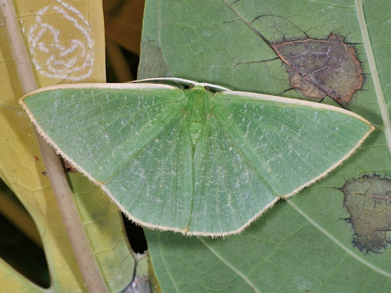Thalassodes antithetica