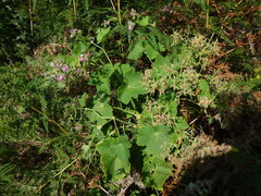 Pelargonium papilionaceum