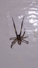 Araneae