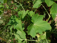 Pelargonium papilionaceum