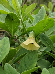 Physalis cinerascens spathulifolia