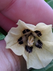 Physalis cinerascens spathulifolia