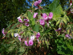 Pelargonium papilionaceum